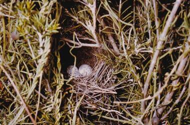 Photograph, Birds of Phillip Island, pre 1970