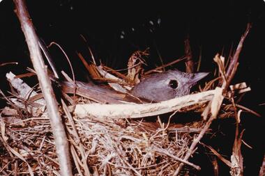 Photograph, Birds of Phillip Island, pre 1970