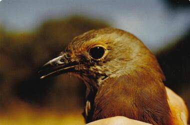 Photograph, Birds of Phillip Island, pre 1970