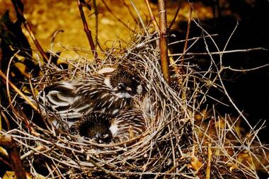 Photograph, Birds of Phillip Island, pre 1970