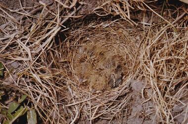 Photograph, Birds of Phillip Island, pre 1970