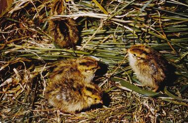 Photograph, Birds of Phillip Island, pre 1970