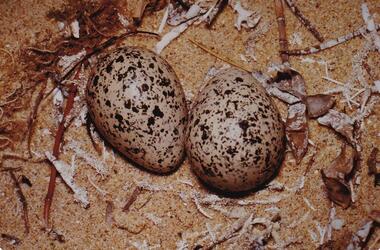 Photograph, Birds of Phillip Island, pre 1970