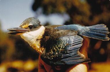 Photograph, Birds of Phillip Island, pre 1970