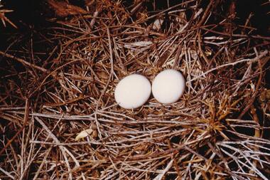 Photograph, Birds of Phillip Island, pre 1970