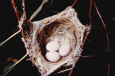 Photograph, Birds of Phillip Island, pre 1970