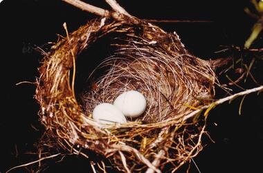 Photograph, Birds of Phillip Island, pre 1970