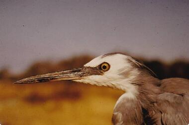 Photograph, Birds of Phillip Island, pre 1970