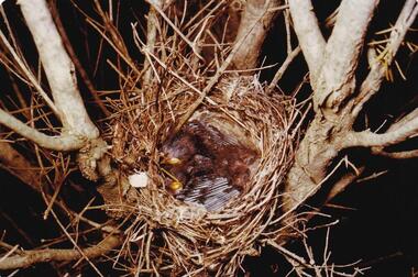 Photograph, Birds of Phillip Island, pre 1970