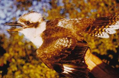 Photograph, Birds of Phillip Island, pre 1970
