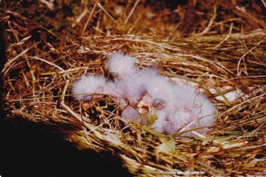 Photograph, Birds of Phillip Island, pre 1970