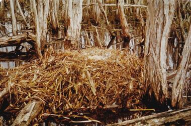 Photograph, Birds of Phillip Island, pre 1970