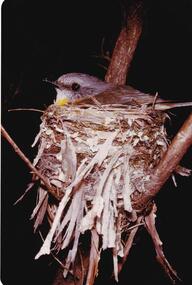 Photograph, Birds of Phillip Island, pre 1970