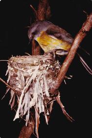 Photograph, Birds of Phillip Island, pre 1970