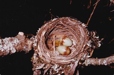 Photograph, Birds of Phillip Island, pre 1970