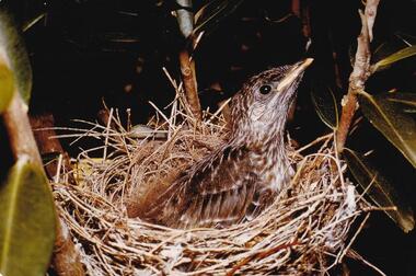 Photograph, Birds of Phillip Island, pre 1970