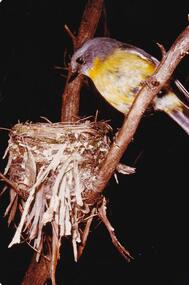 Photograph, Birds of Phillip Island, pre 1970