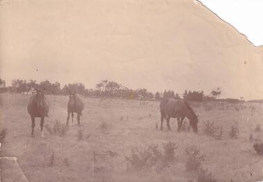Photograph, Anderson Family, 1890