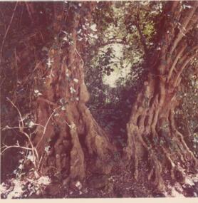 Photograph, 1978/9