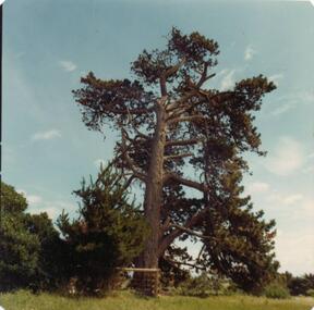 Photograph, 1978/79