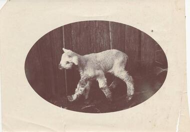 Photograph, Early 1900's