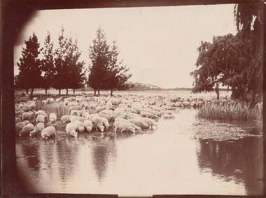Photograph, Early 1900's