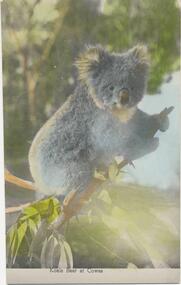 Photograph, Koala, 1950's