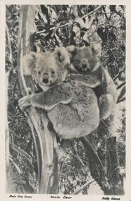 Photograph - Post Card, Koala, 1950