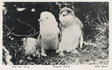 Photograph - Post Card, Penguin Chicks, 1950's