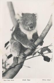Photograph - Post Card, Koala, 1950's