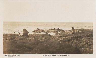 Photograph - Post Card, Early 1900's