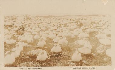 Photograph - Post Card, Early 1900's