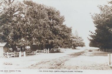 Photograph, Early 1900's
