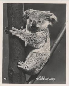 Photograph, 1940's - 1950's