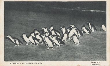 Photograph - Post Card, Penguin Parade, Unknown