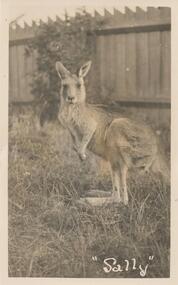 Photograph - Post Card, Early 20th Century