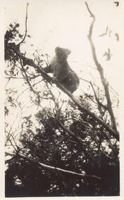 Photographs, J B Robinson, 1930's to 1940's