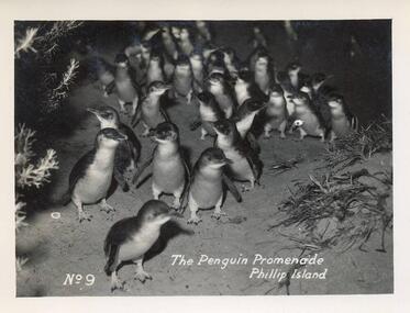 Photograph - Post Cards, A. J. Murray, 1940's