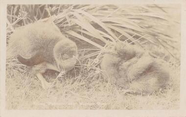 Photograph - Post Card, Kodak