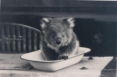 Photographs, Kodak, Early 20th Century to mid 20th Century
