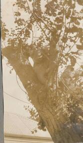 Photographs, 1926