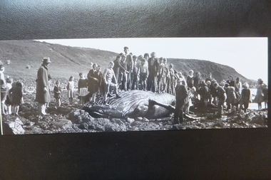 Photograph, Whale carcass and school children at Cat Bay, 1950's