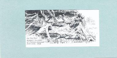 Sketch, Ivan Dinsdale, The Bass Tree, pre 2015