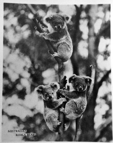 Photograph, Murray Views, Koalas