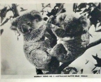 Photograph, Koalas