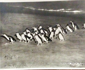 Photographs, Penguins, Phillip Island