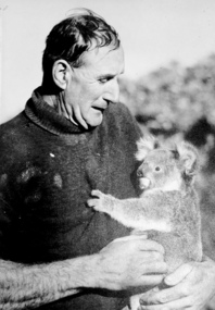 Photograph, Herald and Weekly Times, Fred Pickersgill and koala, 1960s