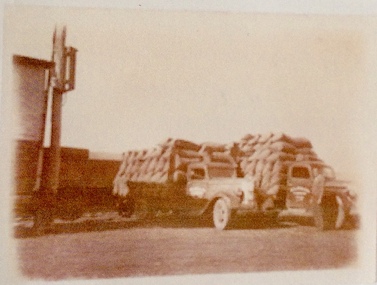 Photograph, Chicory cartage, 1943