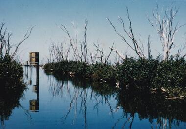 Photographs, Rhyll Swamp Bird Life