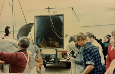 Photograph, Shark at Cowes, 1987